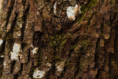 The texture of a piece of fresh maple wood bark.