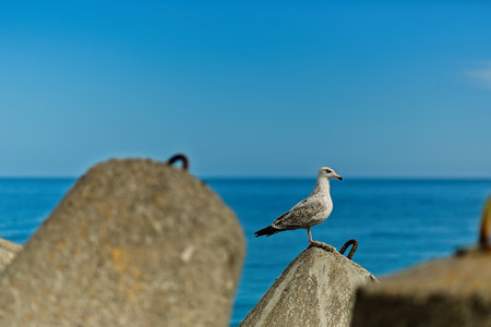 Seagull sitting on a promenade in Kolobrzeg coastal city of Poland.の写真素材