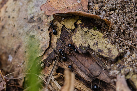 Lots of black ants walking on an old tree trunk in the forest