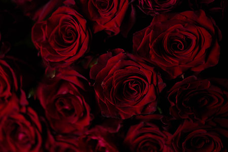 A gorgeous bouquet of beautiful red roses.の写真素材
