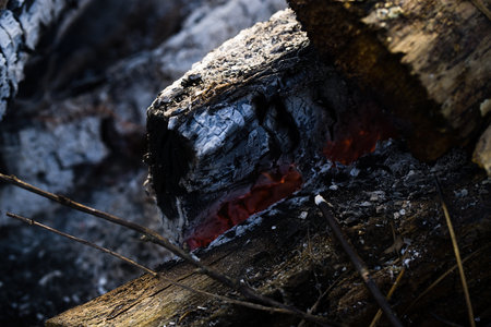 Burnt wood texture. Burnt piece of wood in a bonfire.の写真素材