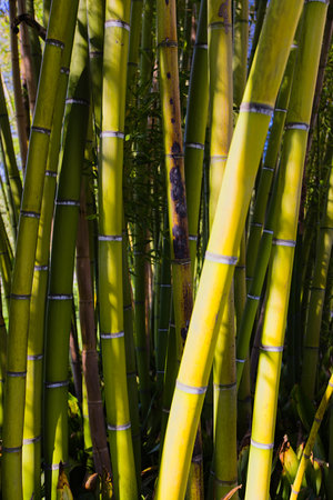 In Bellagio, Italy, bamboo flourishes in the botanical garden, forming a serene summer sanctuary with verdant foliage and a peaceful ambiance.の写真素材