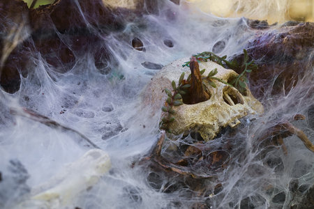 Reptile terrarium, eerie decoration, spiderwebs, dry branches.の写真素材