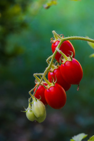These Datterino tomatoes hang from their vines with smooth, bright red skins and compact shapes. Known for their sweetness, they're perfect for fresh Mediterranean salads or cooked sauces.の写真素材