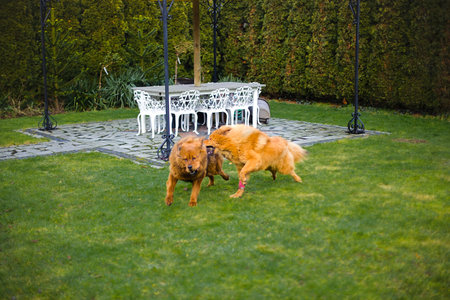 Playful Tibetan Mastiff duo, golden and red, running together through a beautiful, green backyard.の写真素材