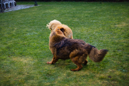 Two Tibetan Mastiff dogs, best friends since they were puppies, playfully enjoying the fresh grass...