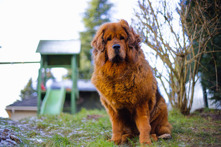 A red Tibetan Mastiff stands in a snowy backyard, its thick winter fur blending into the peaceful winter setting.の写真素材