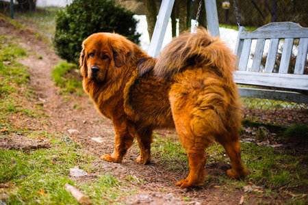 A watchful Tibetan Mastiff with deep red fur stands in a garden, its thick winter coat blending with the grass.の写真素材