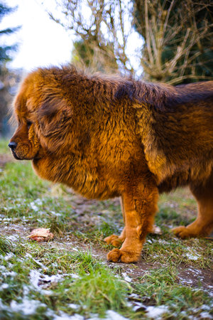 A dog in a deep red coat surveys a quiet backyard, its strong stance framed by a green lawn with a fresh dusting of white snow.の写真素材