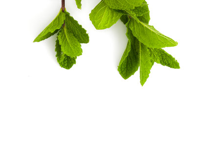 Green peppermint branches featuring fleshy, crisp leaves in sharp detail, displayed on a bright...