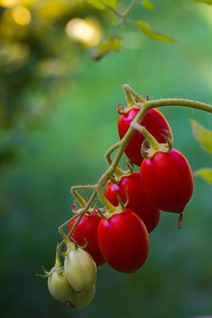 A bright cluster of Datterino tomatoes, each with a thin red skin and elongated form, hangs from green vines. Their sweet flavor and juicy texture make them perfect for fresh salads or sauces.の写真素材