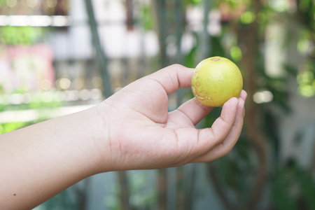 A close-up of a hand holding a fresh lemon captures a moment of natural beauty, emphasizing freshness and the connection to healthy living amidst vibrant greenery.の素材