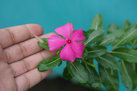 A stunning close-up image of a pink flower being held gently in a hand, set against a soft blue backdrop, highlighting the beauty of nature and intricate details.の素材