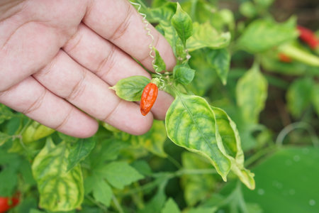 A close-up image showing a hand holding a ripe red chili pepper against a backdrop of vibrant green leaves in a sunny garden, symbolizing growth and freshness.の素材