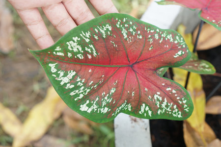 A close-up of a vibrant, heart-shaped leaf displaying striking red and green patterns, highlighting unique textures that enhance its natural beauty. Perfect for nature themes.の素材