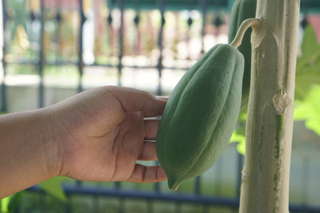 A healthy green papaya fruit hangs on a tree, gently touched by a hand, symbolizing organic farming and fresh produce. Perfect for showcasing nature and nutrition.の素材
