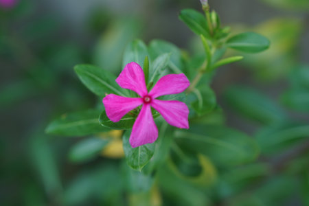A stunning close-up of a vibrant pink flower set against lush green leaves, highlighting the intricate details and beauty of the natural world in an outdoor garden.の素材