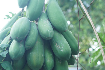 Close-up of fresh green papayas hanging from a tree branch in a tropical garden, showcasing the natural beauty and freshness of this exotic fruit in natural light.の素材