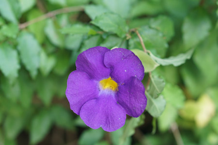 A stunning close-up view of a vibrant purple flower with a bright yellow center, nestled among lush green leaves, perfect for themes of nature and beauty.の素材