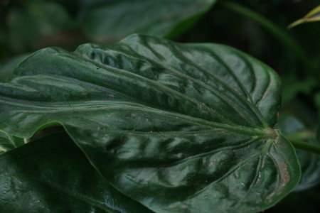 This close-up image captures the intricate textures and vibrant colors of a green leaf, perfect for showcasing natural beauty and the wonders of foliage.の素材