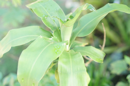 A beautiful close-up of fresh green leaves adorned with water droplets, illuminated by gentle sunlight, captures the essence of nature's tranquility in a vibrant garden.の素材