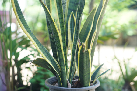 A striking image of a healthy snake plant showcasing vibrant green leaves with yellow edges, set against a softly blurred tropical background, ideal for dの素材