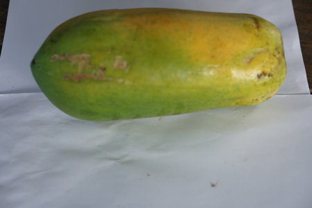 This image features a fresh green papaya with vibrant coloration resting on a white background, perfect for showcasing the culinary uses and health benefits of tropical fruits.の素材