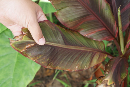 A hand gently holds a large, vibrant leaf of a tropical plant, showcasing rich colors and unique textures in a natural setting, perfect for nature and gardening enthusiasts.の素材