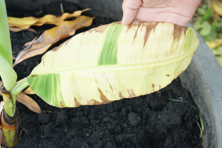 A hand holds a yellowing banana leaf featuring brown edges, showcasing signs of plant distress in a pot with dark soil, highlighting issues in plant care.の素材