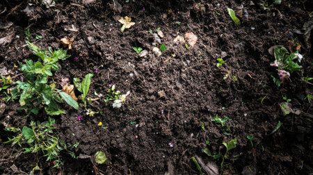 A close-up view of dark earth soil enriched with small green plants and wildflowers, highlighting the natural beauty and organic texture found in gardens.の素材