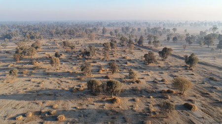 Aerial view capturing the tranquility of a vast open landscape at sunrise. Mist blankets the dry fields and scattered trees, showcasing nature's beauty.の素材