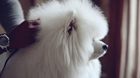 A fluffy white dog receives careful grooming in a cozy indoor setting, showing the intimate bond between pet and owner through attention and love.の素材