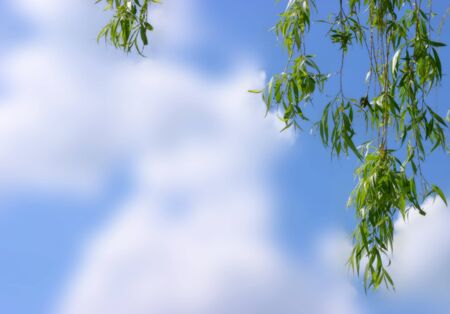Willow leaves frame