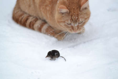My red cat is on a mouse hunt.