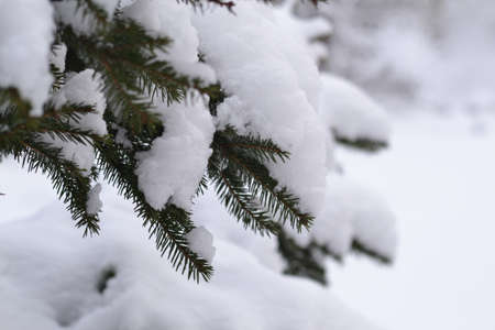 Snow cap on the branch of the Christmas tree.