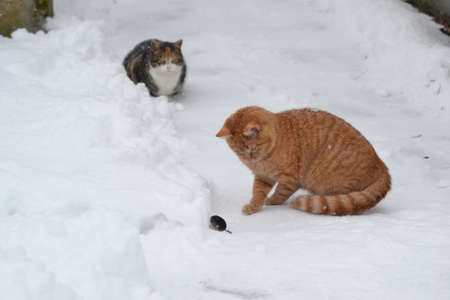 My red cat is on a mouse hunt.の写真素材