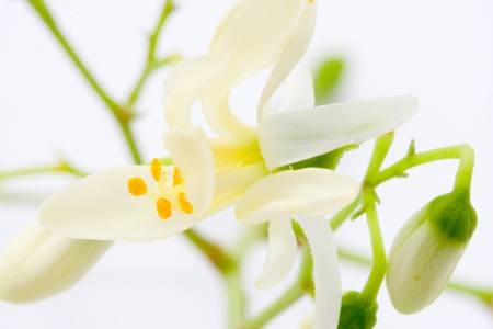 flowers of Moringa on whiteの写真素材