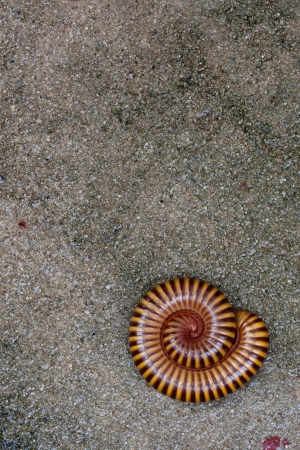 Millipede on floorの写真素材