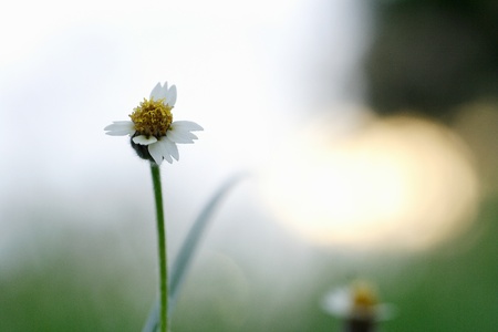 Green Meadows evening の写真素材