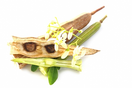 Bitter cucumber-chinese (Moringa oleifera Lam.)の写真素材