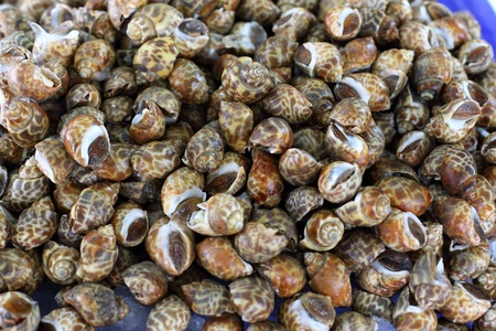 shellfish for sale in marketの写真素材