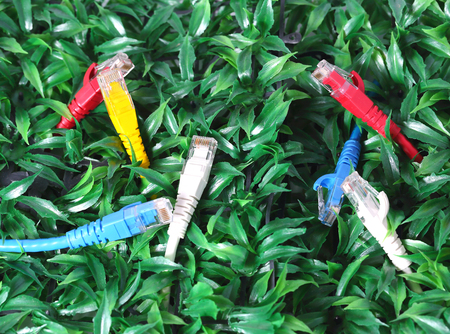 UTP lan cable on green grass