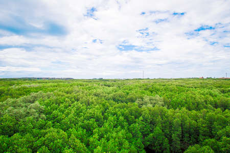 Lush forest against the skyの写真素材