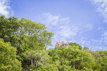 Lush forest against the skyの写真素材