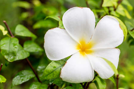 Nature of White frangipani