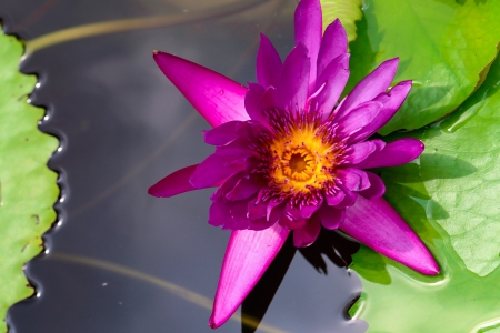 Blossoming lotusの写真素材