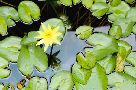 Blossoming lotusの写真素材
