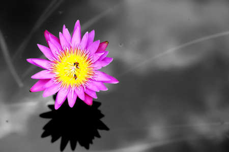 Purple lotus blooming on black and white style