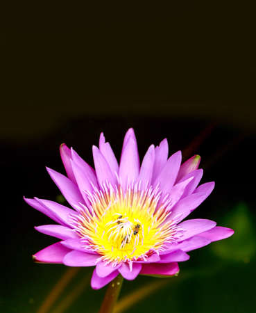 Pink Blossoming lotuss in pond