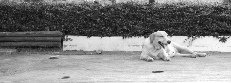 Large dog lying on the roadの写真素材